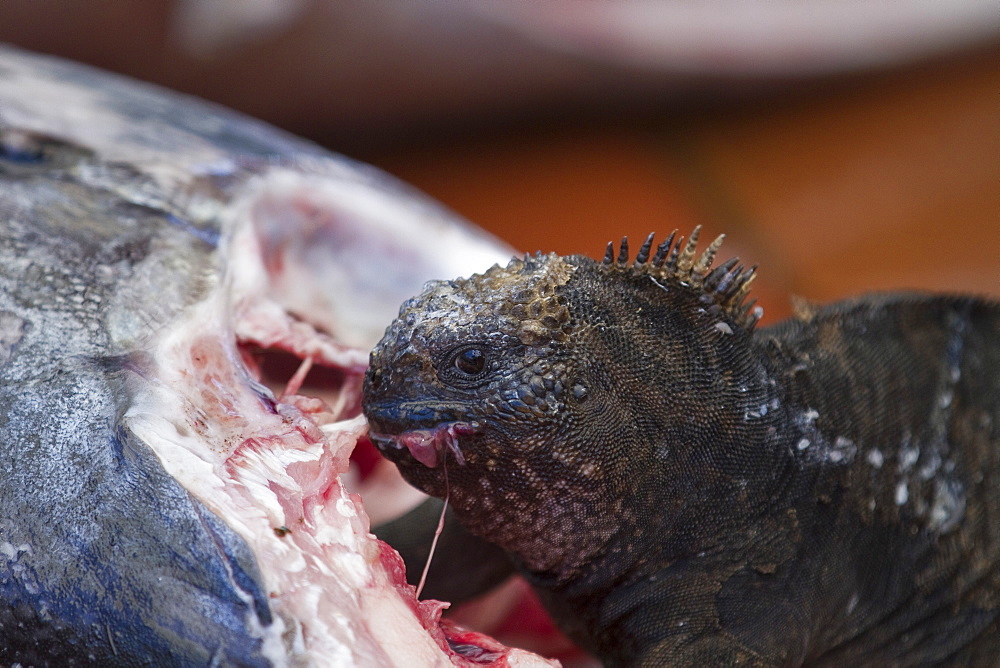 The endemic Galapagos marine iguana (Amblyrhynchus cristatus) feeding on fish at the Puerto Ayora fish market on Santa Cruz Island in the Galapagos Island Archipelago, Ecuador