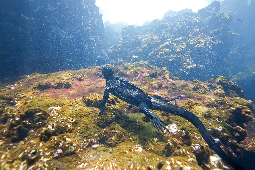 The endemic Galapagos marine iguana (Amblyrhynchus cristatus) feeding underwater in the Galapagos Island Archipelago, Ecuador