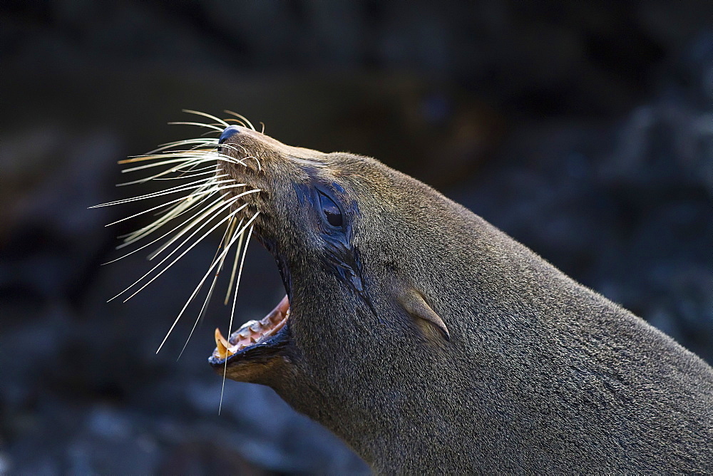 Galapagos fur seal (Arctocephalus galapagoensis) hauled out on lava flow in the Galapagos Island Archipelago, Ecuador. MORE INFO This small pinniped is endemic to the Galapagos Islands only. 