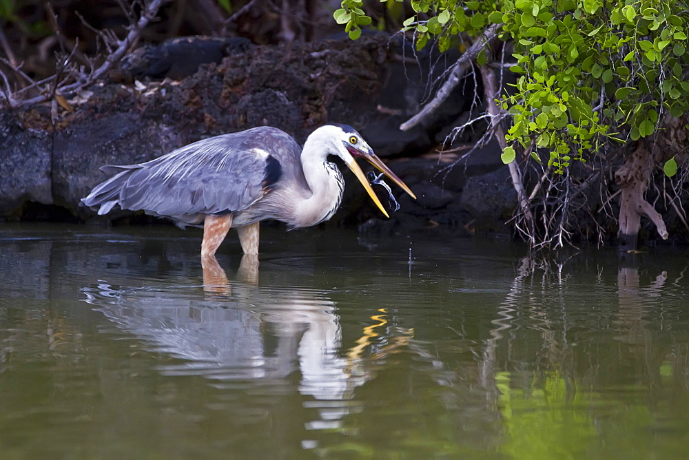 Adult great blue heron (Ardea herodias cognata) feeding on green sea turtle (Chelonia mydas) hatchlings at Las Bachas, Santa Cruz Island in the Galapagos Island Archipelago, Ecuador