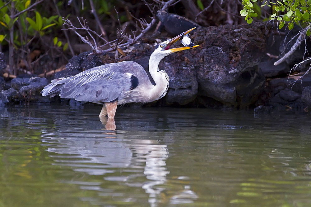 Adult great blue heron (Ardea herodias cognata) feeding on green sea turtle (Chelonia mydas) hatchlings at Las Bachas, Santa Cruz Island in the Galapagos Island Archipelago, Ecuador