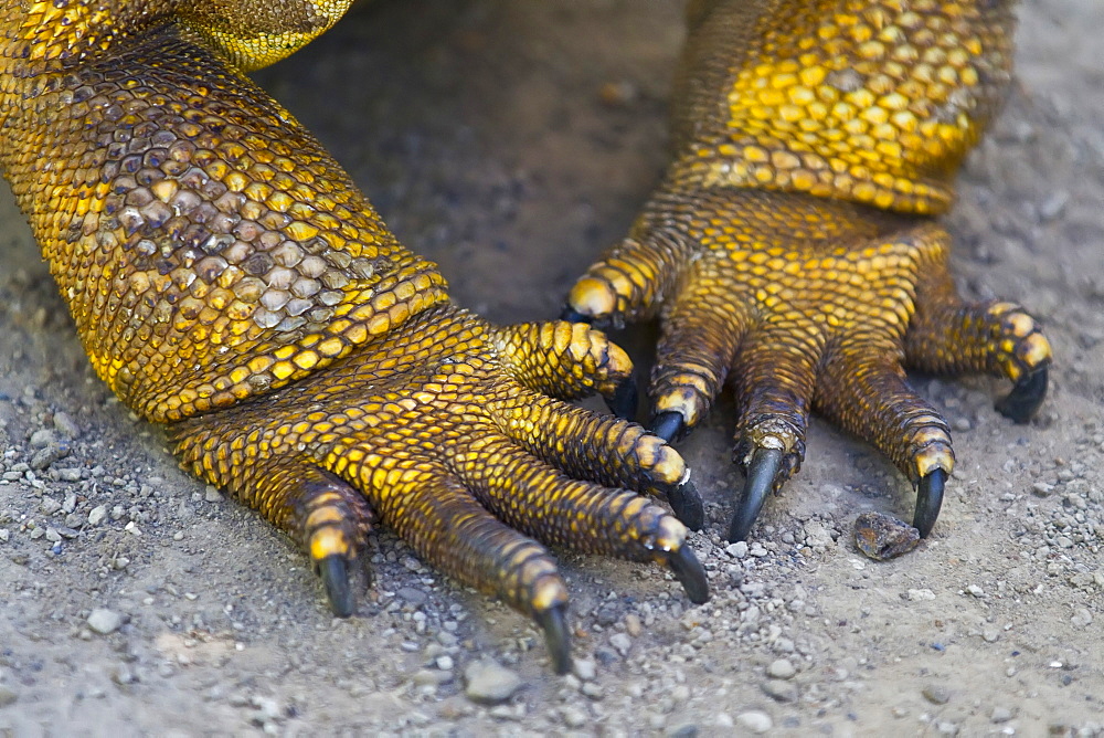 The very colorful Galapagos land iguana (Conolophus subcristatus) in the Galapagos Island Archipelago, Ecuador. MORE INFO This large land iguana is endemic to the Galapagos Islands.