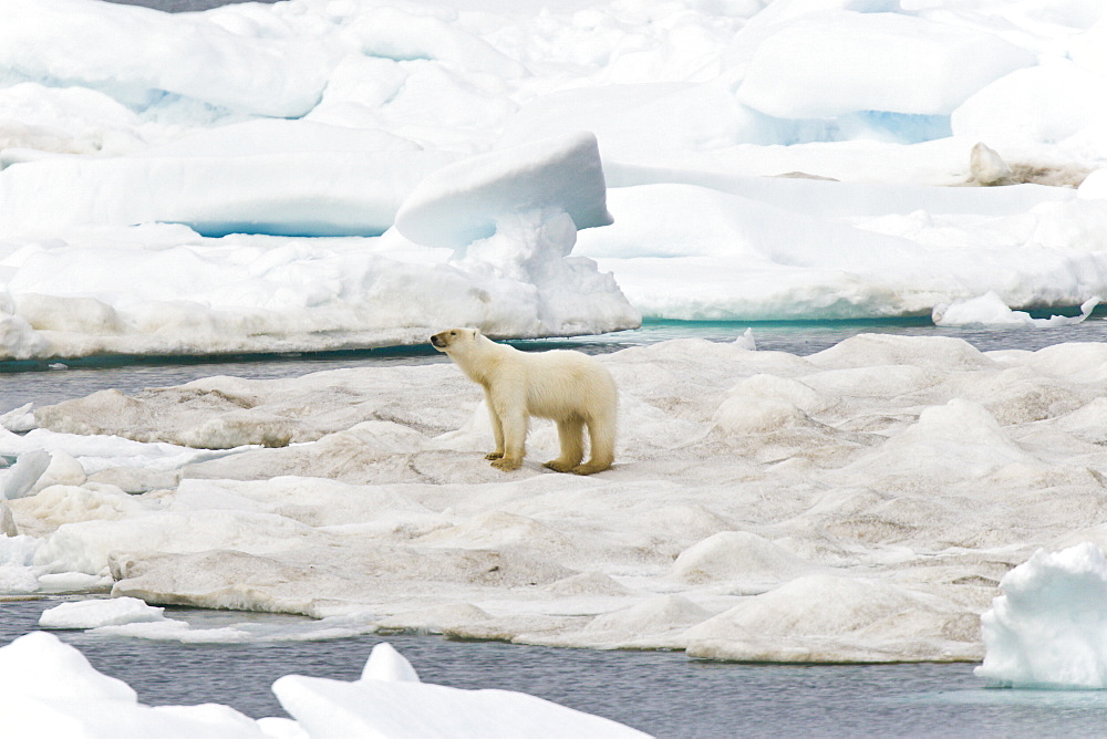 A young polar bear (Ursus maritimus) on multi-year ice floes in the Barents Sea off the eastern coast of EdgeØya (Edge Island) in the Svalbard Archipelago, Norway.