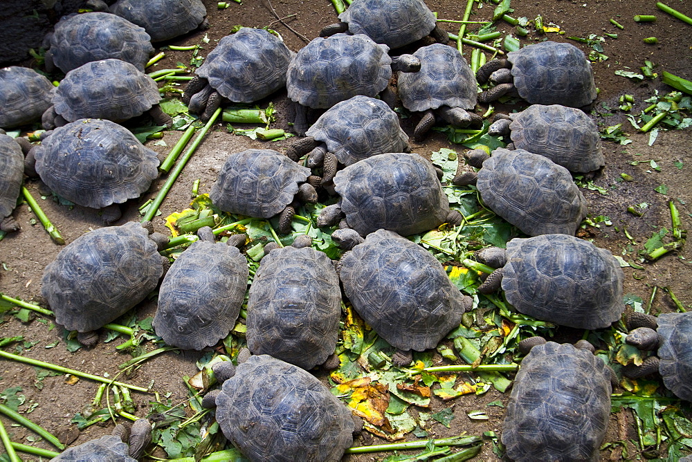 Young Captive Galapagos giant tortoise (Geochelone elephantopus) being fed at the tortuguero breeding station, Puerto Villamil on Isabela Island in the Galapagos Island Archipelago, Ecuador