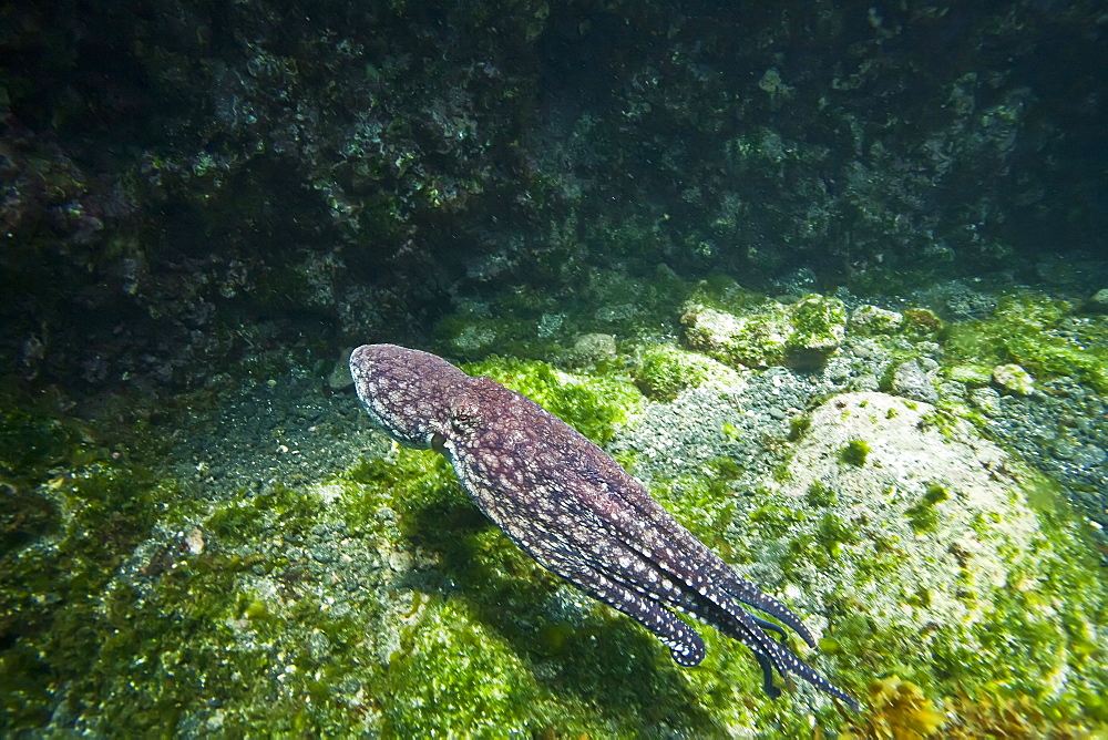 Underwater scenes from the Galapagos Island Archipelago, Ecuador