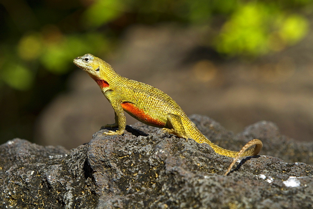 Lava lizard (Microlophus spp) in the Galapagos Island Archipelago, Ecuador