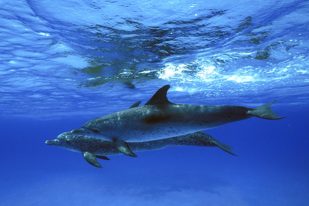 Atlantic Spotted Dolphin pair (Stenella frontalis) underwater on the Little Bahama Banks, Grand Bahama Island, Bahamas.
(Resolution Restricted - pls contact us)