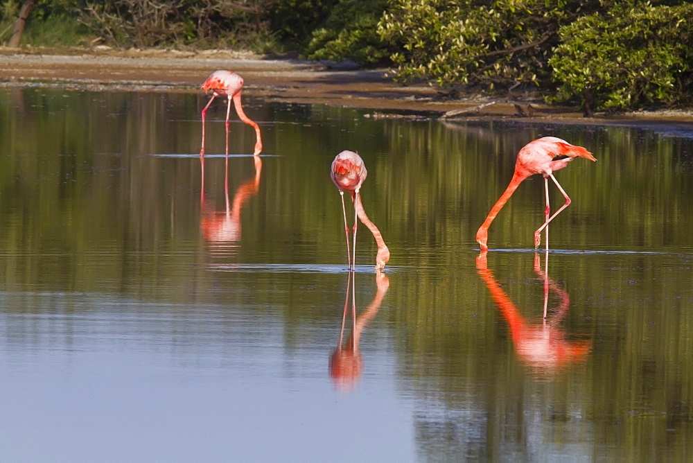 Greater flamingo (Phoenicopterus ruber) foraging for small pink shrimp (Artemia salina) in saltwater lagoon in the Galapagos Island Archipelago, Ecuador