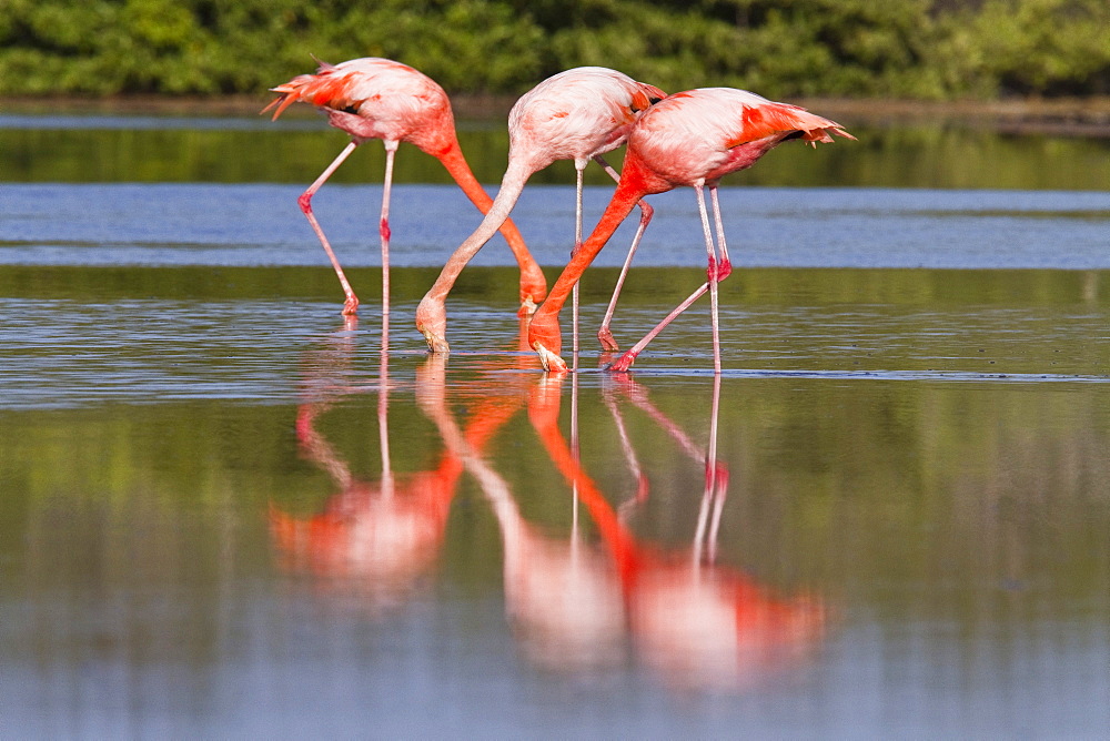 Greater flamingo (Phoenicopterus ruber) foraging for small pink shrimp (Artemia salina) in saltwater lagoon in the Galapagos Island Archipelago, Ecuador