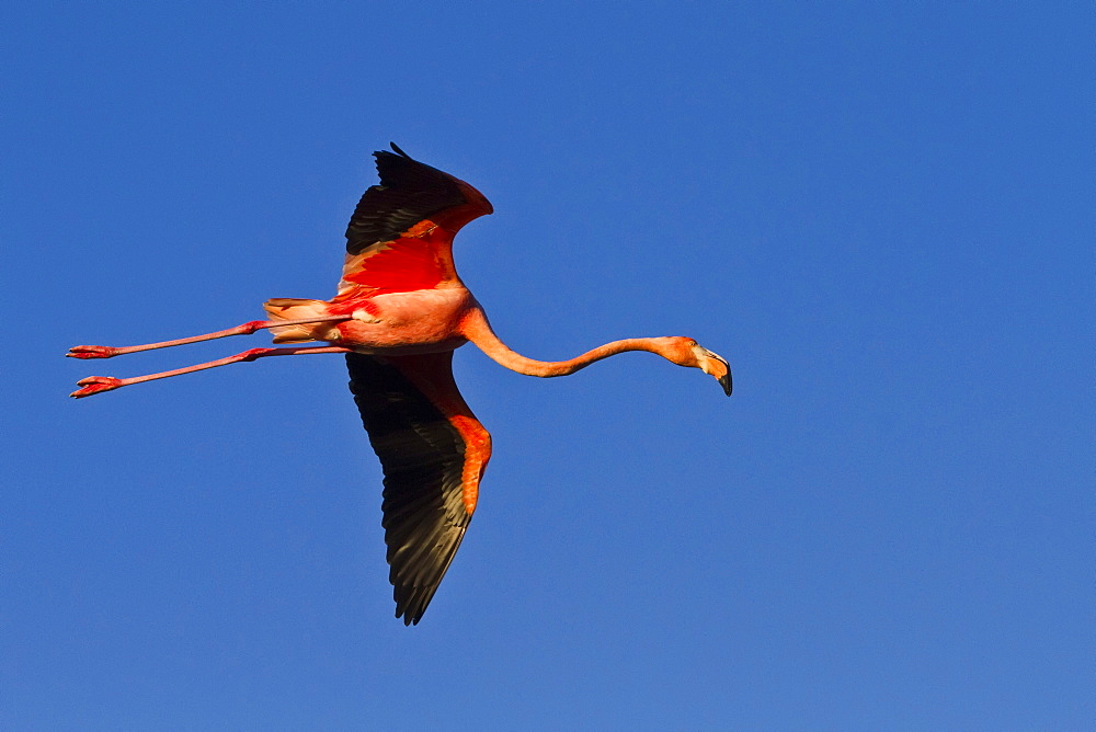 Greater flamingo (Phoenicopterus ruber) in flight over a saltwater lagoon in the Galapagos Island Archipelago, Ecuador