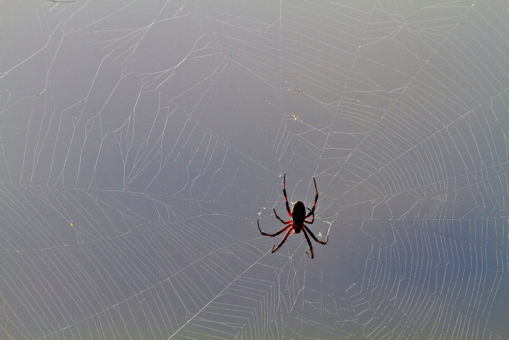 Macro photograph of a spider (Order Araneae) in the Galapagos Island Archipelago, Ecuador.