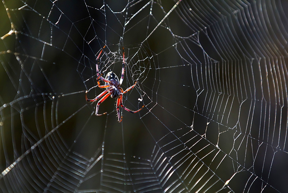 Macro photograph of a spider (Order Araneae) in the Galapagos Island Archipelago, Ecuador.