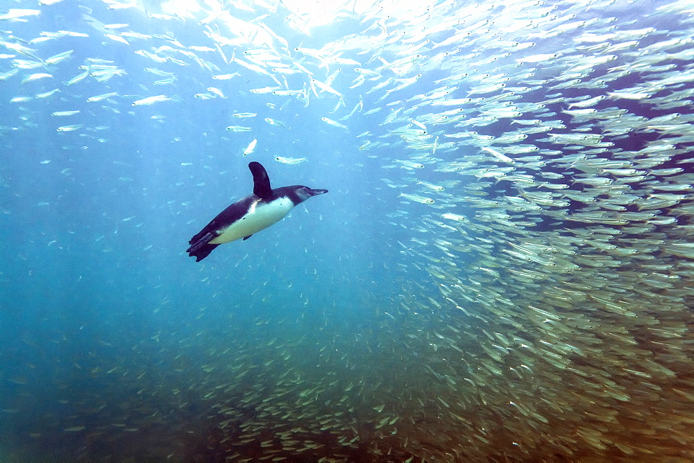 Galapagos penguin (Spheniscus mendiculus) feeding underwater on small baitfish in the Galapagos Island Archipelago, Ecuador