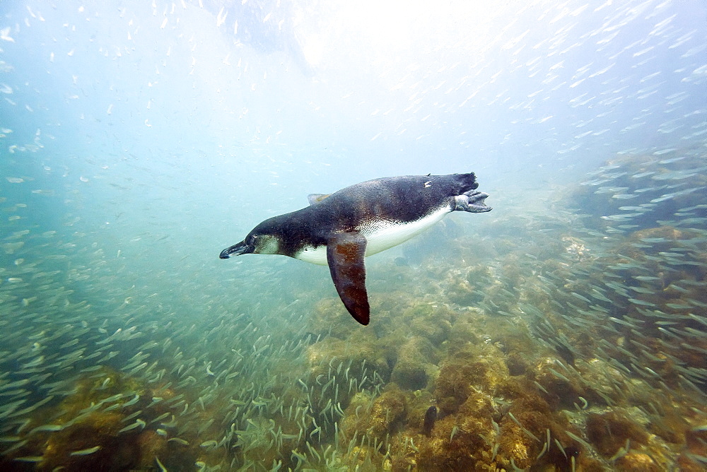 Galapagos penguin (Spheniscus mendiculus) feeding underwater on small baitfish in the Galapagos Island Archipelago, Ecuador