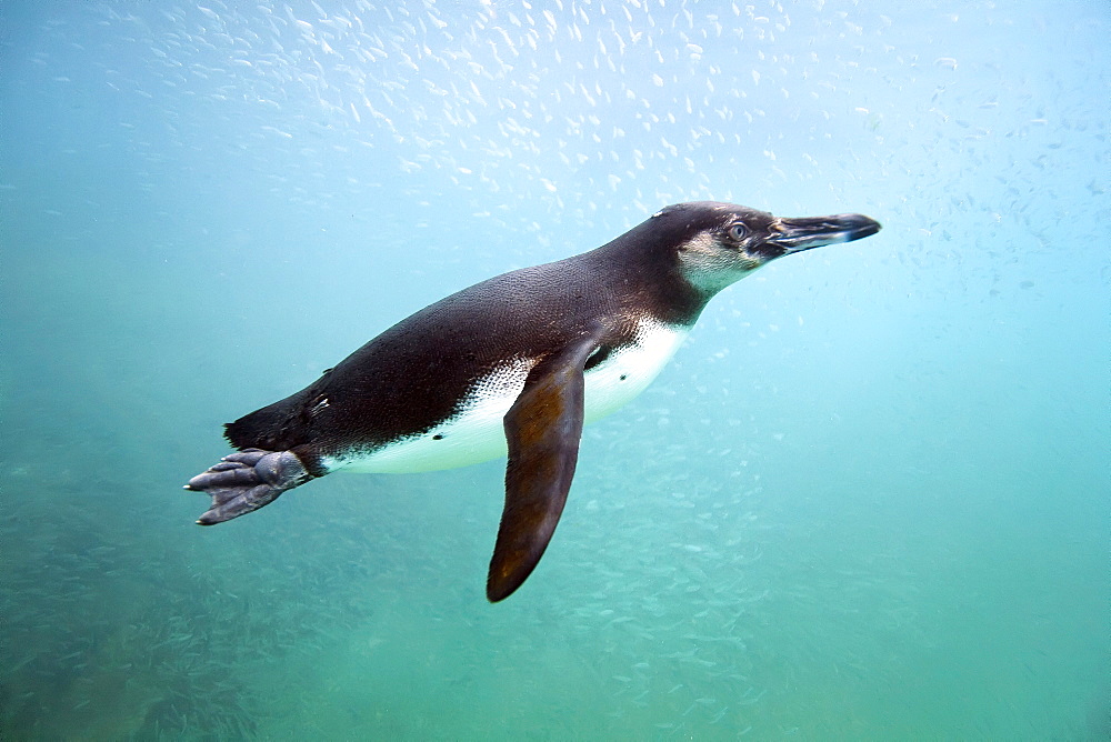 Galapagos penguin (Spheniscus mendiculus) feeding underwater on small baitfish in the Galapagos Island Archipelago, Ecuador