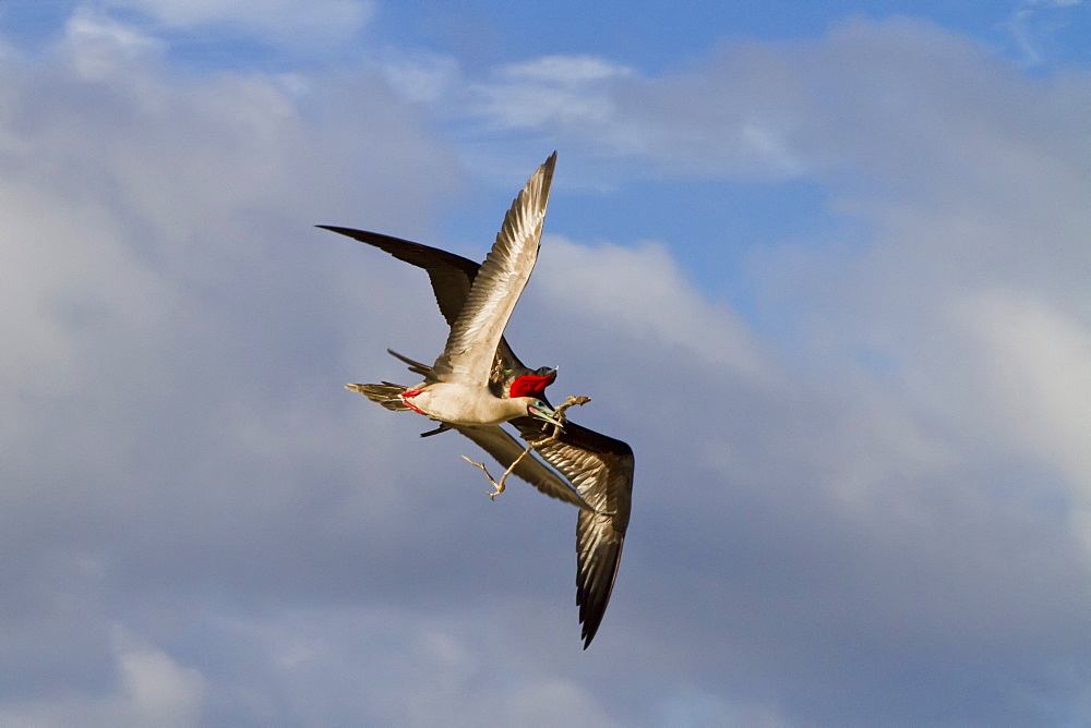 Adult red-footed  booby (Sula sula) being attacked in flight by a great frigatebird (Fregata minor), Galapagos Island Archipelago, Ecuador