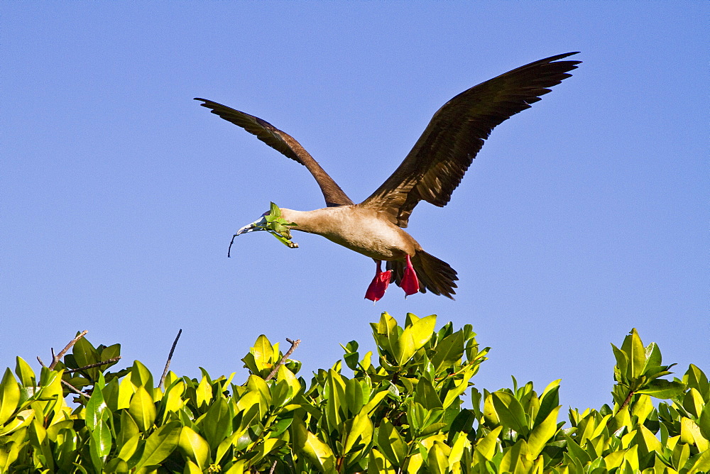 Adult red-footed  booby (Sula sula) returning to the nest site with nest building material in the Galapagos Island Archipelago, Ecuador