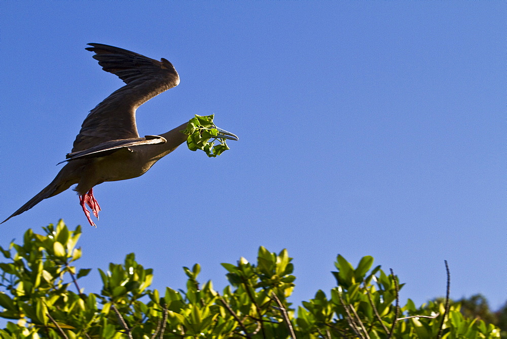 Adult red-footed  booby (Sula sula) returning to the nest site with nest building material in the Galapagos Island Archipelago, Ecuador