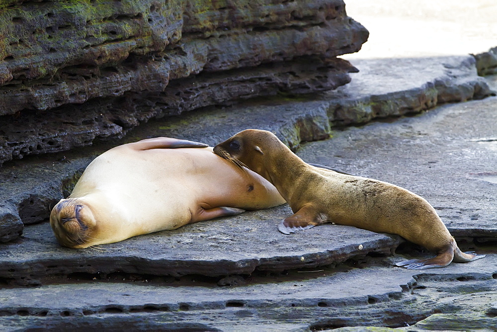 Galapagos sea lion mother nursing pup (Zalophus wollebaeki) in the Galapagos Island Archipelago, Ecuador