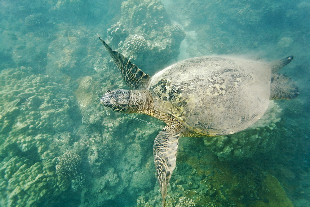 Green sea turtle (Chelonia mydas) off Olowalu Reef on the west side of the island of Maui, Hawaii, USA. Notice the monofilament line caught between the left front flipper and the head of this turtle.