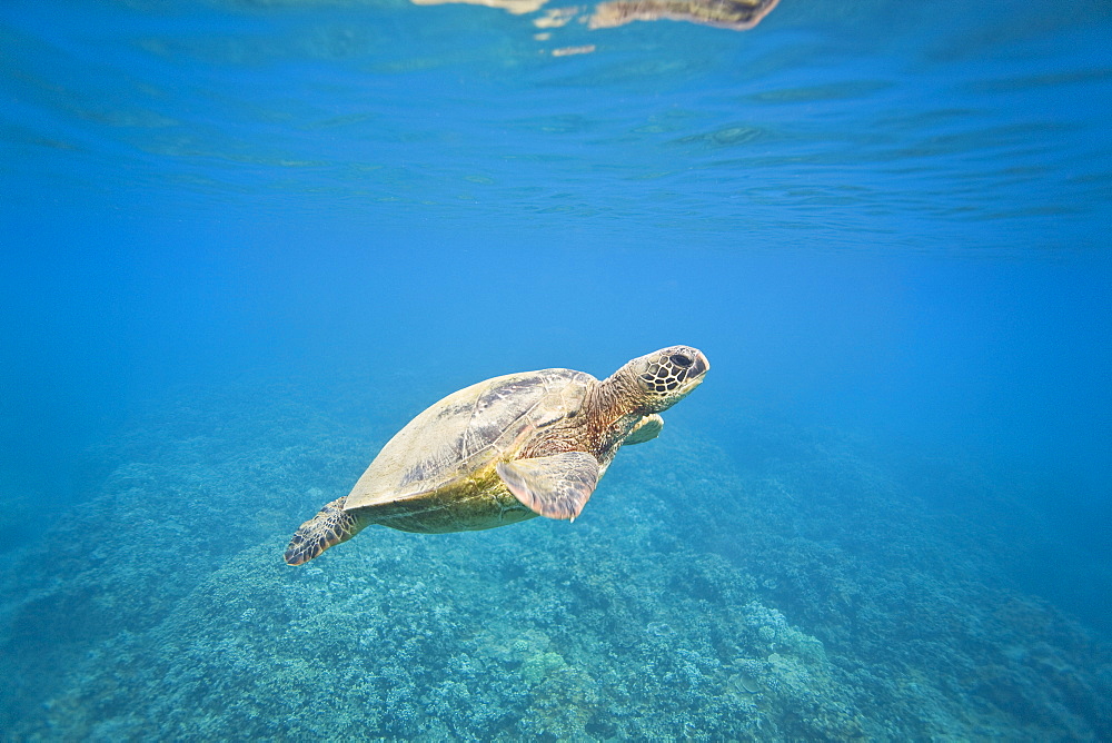 Green sea turtle (Chelonia mydas) off Olowalu Reef on the west side of the island of Maui, Hawaii, USA.