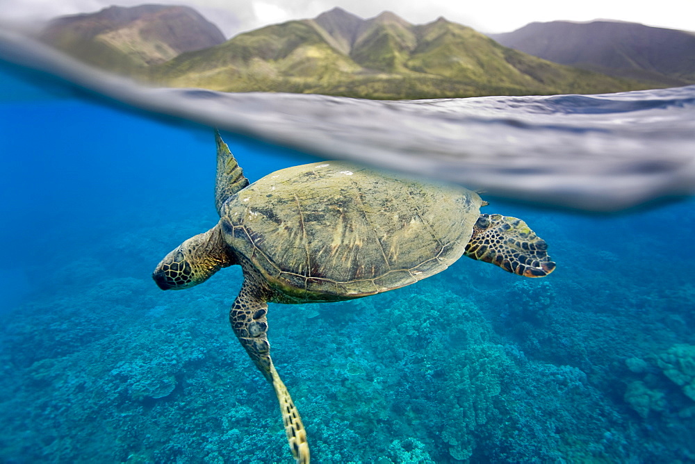 Green sea turtle (Chelonia mydas) off Olowalu Reef on the west side of the island of Maui, Hawaii, USA.