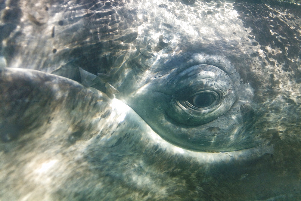 California Gray Whale (Eschrichtius robustus) in San Ignacio Lagoon on the Pacific side of the Baja Peninsula, Baja California Sur, Mexico