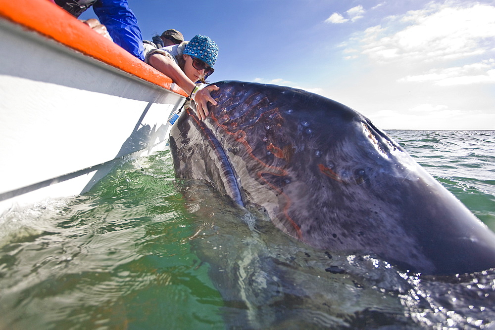 California Gray Whale (Eschrichtius robustus) in San Ignacio Lagoon on the Pacific side of the Baja Peninsula, Baja California Sur, Mexico