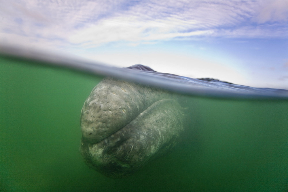 California Gray Whale (Eschrichtius robustus) in San Ignacio Lagoon on the Pacific side of the Baja Peninsula, Baja California Sur, Mexico