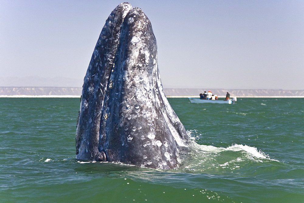 California Gray Whale (Eschrichtius robustus) in San Ignacio Lagoon on the Pacific side of the Baja Peninsula, Baja California Sur, Mexico