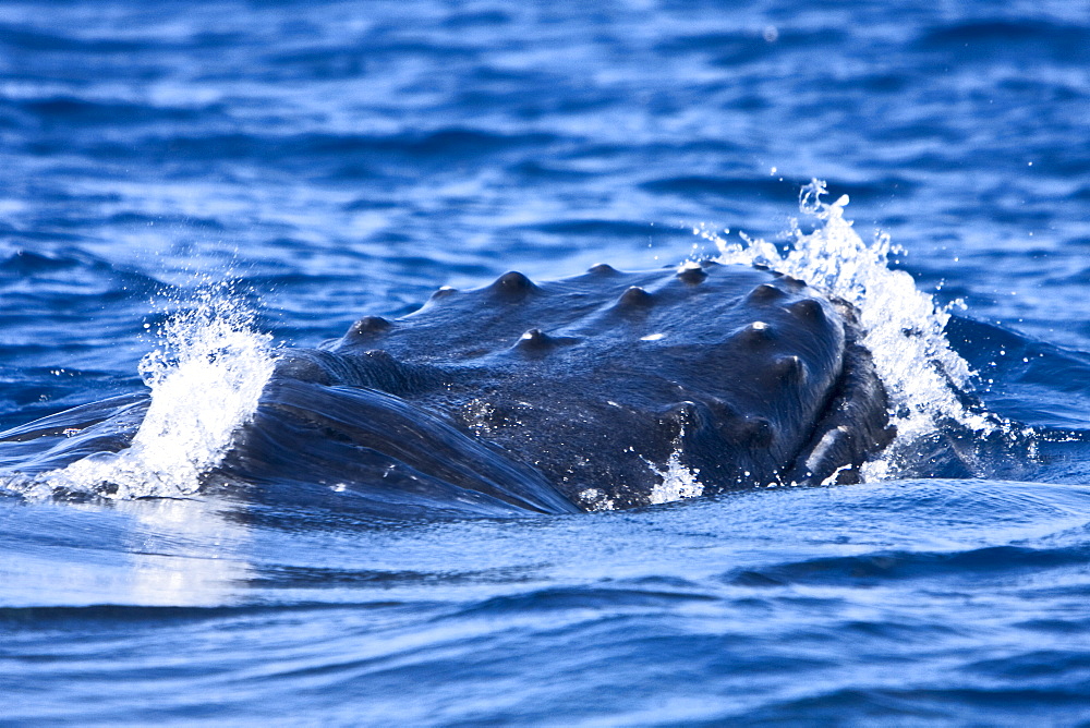 An adult male (note the bloody tubercles from fighting for mates) humpback whale (Megaptera novaeangliae) in the AuAu Channel, Hawaii, USA