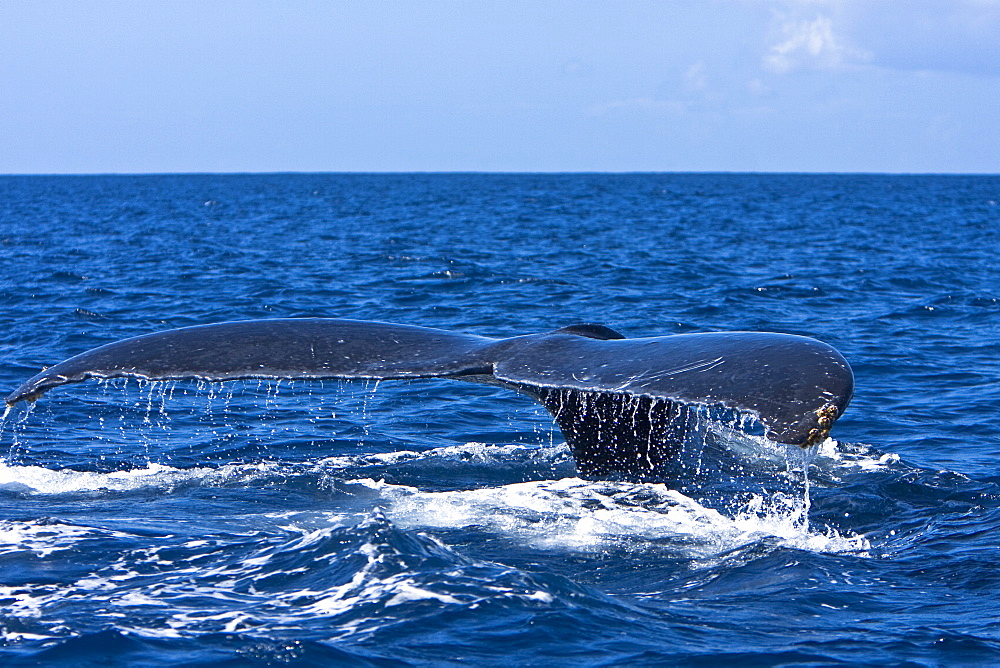 An adult humpback whale (Megaptera novaeangliae) fluke-up dive in the AuAu Channel between the islands of Maui and Lanai, Hawaii, USA