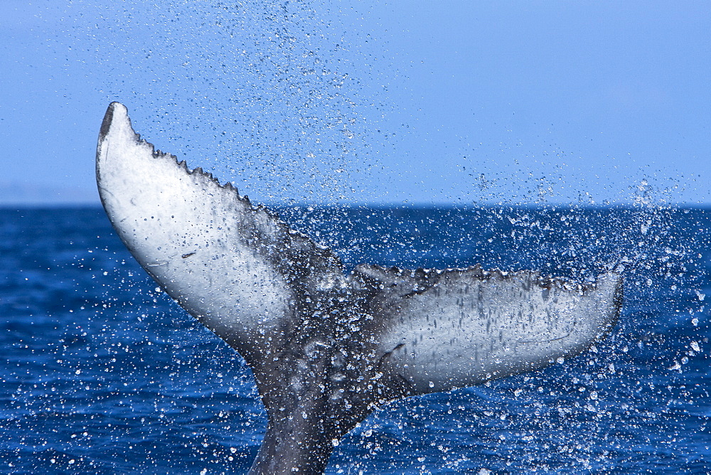 A young humpback whale calf (Megaptera novaeangliae) tail-lobbing in the AuAu Channel between the islands of Maui and Lanai, Hawaii, USA