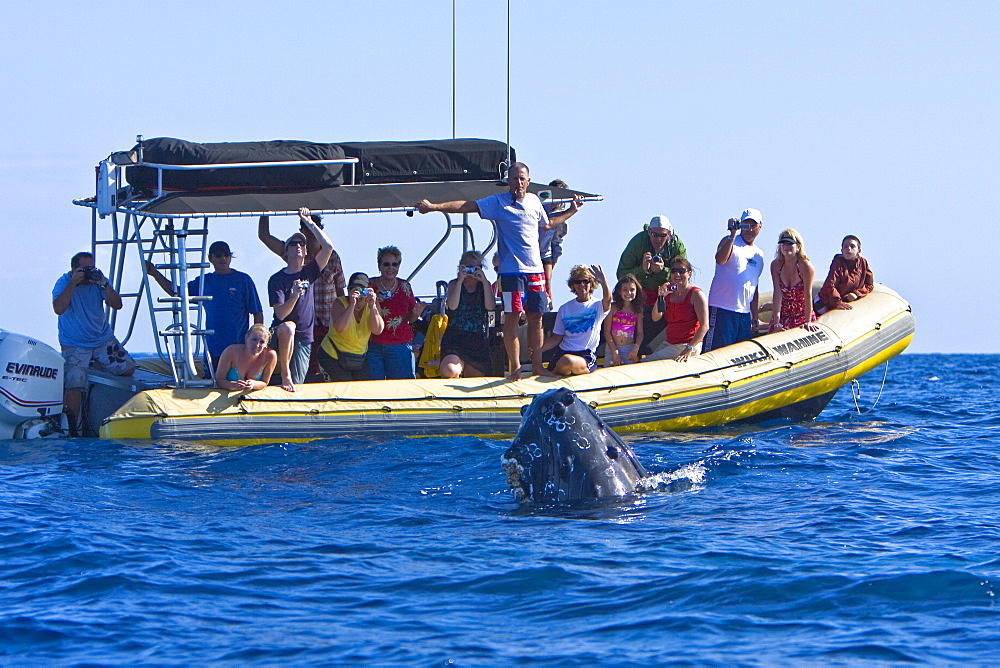 Commercial whale watching boat with adult spy-hopping humpback whale (Megaptera novaeangliae) in the AuAu Channel between the islands of Maui and Lanai, Hawaii, USA