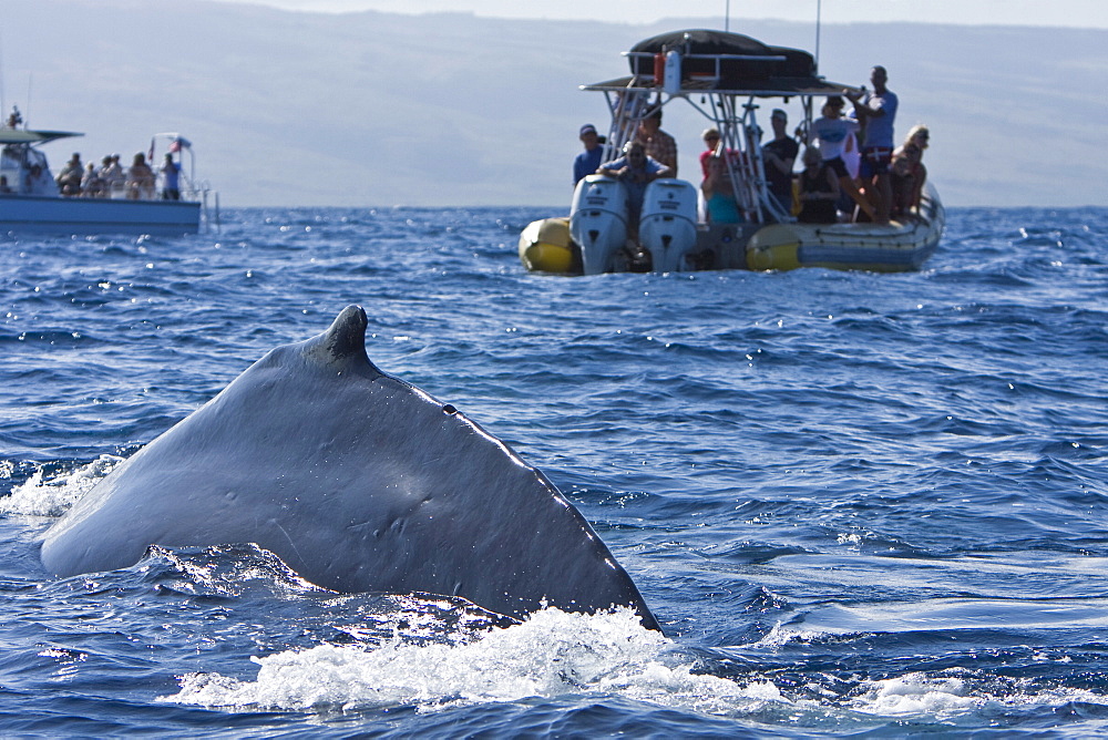 Commercial whale watching boats with adult humpback whale (Megaptera novaeangliae) in the AuAu Channel, Hawaii, USA