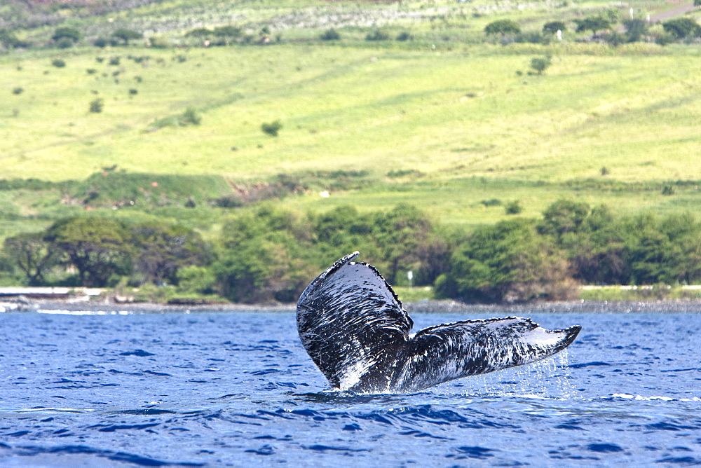 Adult humpback whale (Megaptera novaeangliae) fluke-up dive in the AuAu Channel between the islands of Maui and Lanai, Hawaii, USA