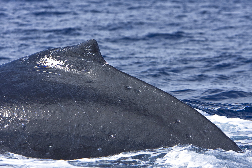 An adult humpback whale (Megaptera novaeangliae) diving (body detail) in the AuAu Channel between the islands of Maui and Lanai, Hawaii, USA