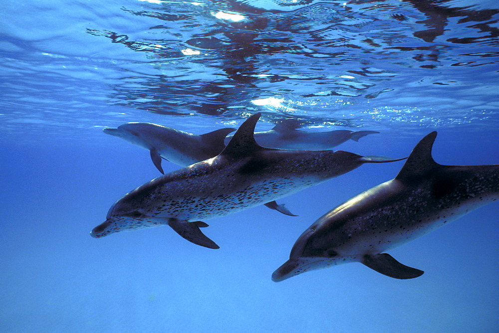 Atlantic Spotted Dolphin pod (Stenella frontalis) underwater on the Little Bahama Banks, Grand Bahama Island, Bahamas.
(Resolution Restricted - pls contact us)