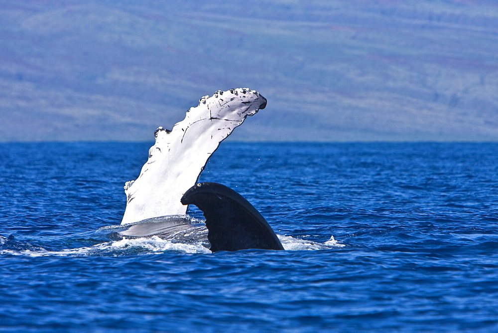 Humpback whale (Megaptera novaeangliae) in the AuAu Channel between the islands of Maui and Lanai, Hawaii, USA