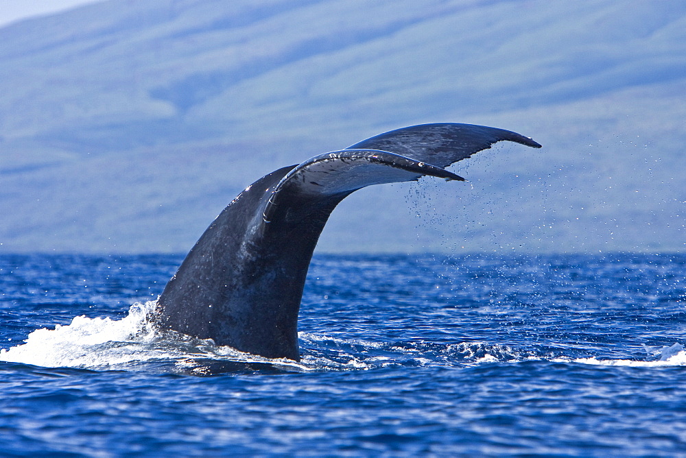 Humpback whale (Megaptera novaeangliae) in the AuAu Channel between the islands of Maui and Lanai, Hawaii, USA