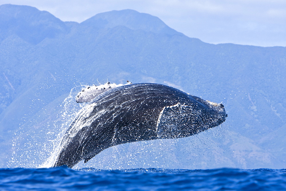 Humpback whale (Megaptera novaeangliae) in the AuAu Channel between the islands of Maui and Lanai, Hawaii, USA