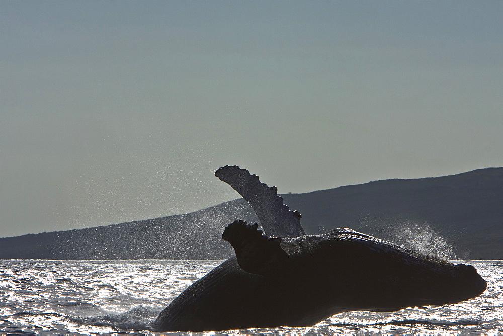 Humpback whale (Megaptera novaeangliae) in the AuAu Channel between the islands of Maui and Lanai, Hawaii, USA