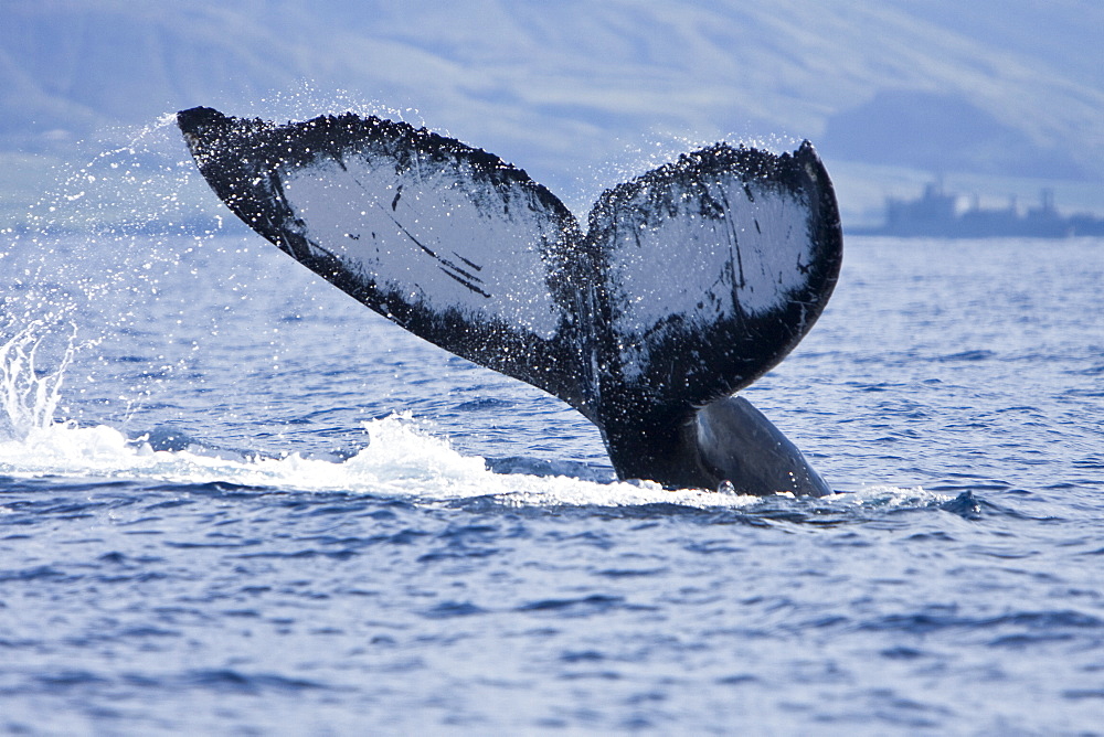 Humpback whale (Megaptera novaeangliae) in the AuAu Channel between the islands of Maui and Lanai, Hawaii, USA