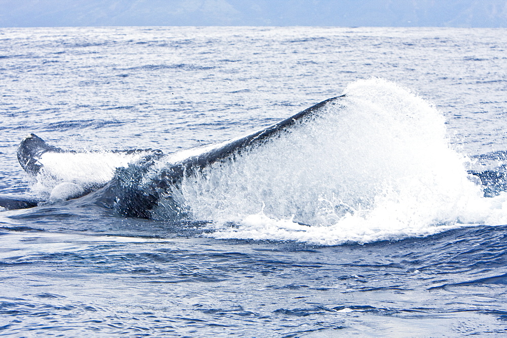 Humpback whale (Megaptera novaeangliae) in the AuAu Channel between the islands of Maui and Lanai, Hawaii, USA