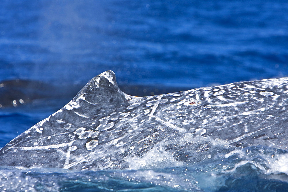 Humpback whale (Megaptera novaeangliae) in the AuAu Channel between the islands of Maui and Lanai, Hawaii, USA