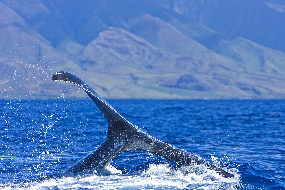 Humpback whale (Megaptera novaeangliae) in the AuAu Channel between the islands of Maui and Lanai, Hawaii, USA