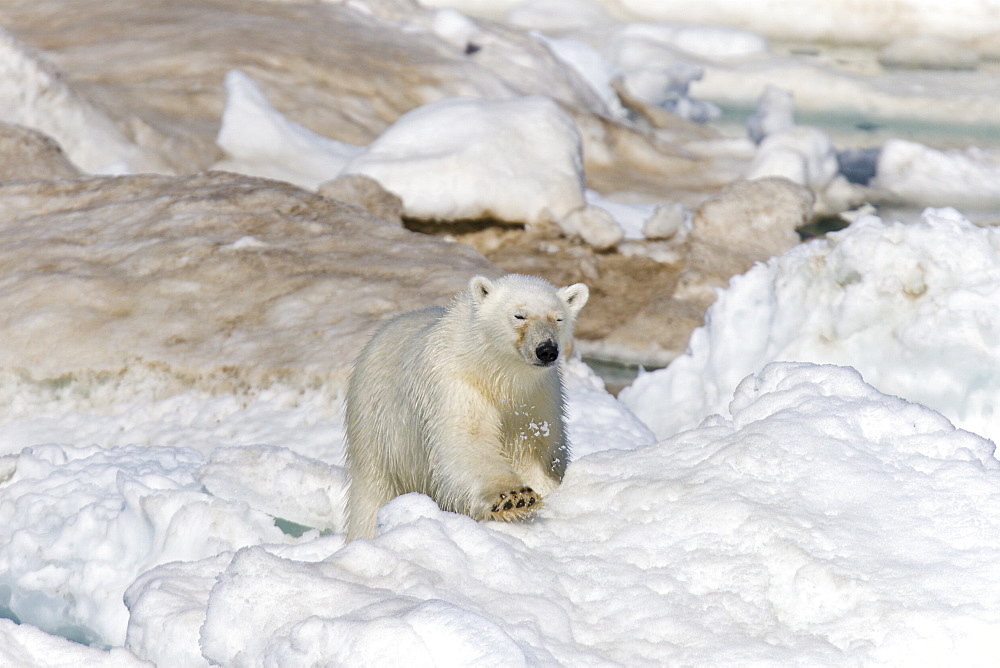 Young polar bear (Ursus maritimus) on multi-year ice floes in the Barents Sea off the eastern coast of EdgeØya (Edge Island) in the Svalbard Archipelago, Norway.