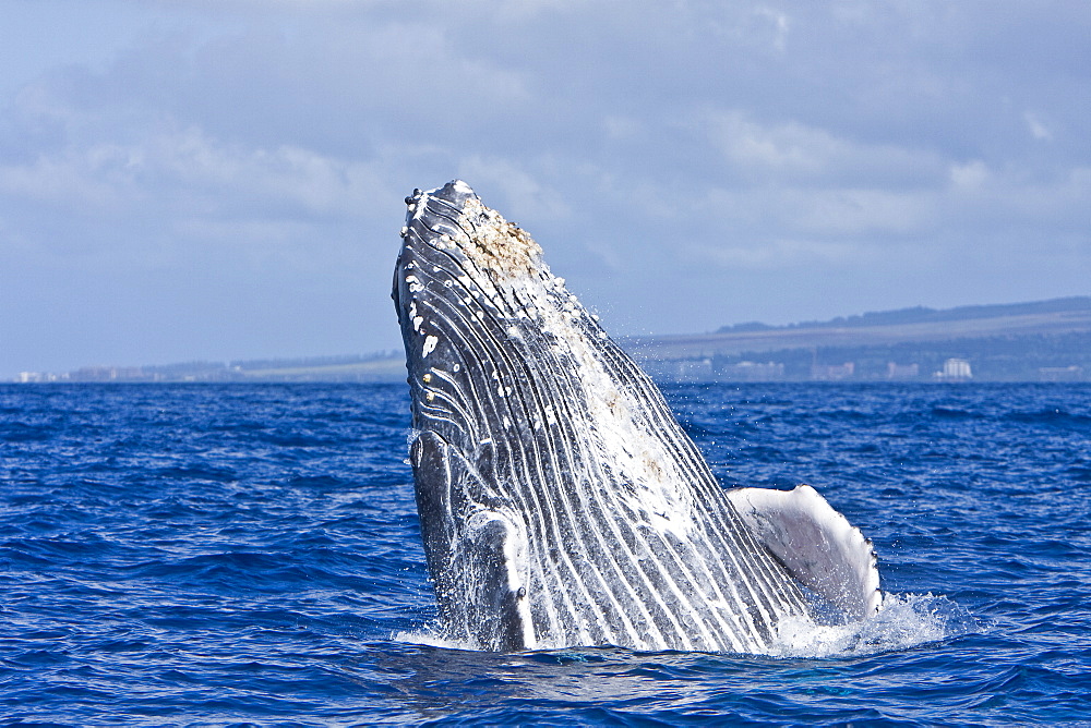 Humpback whale (Megaptera novaeangliae) in the AuAu Channel between the islands of Maui and Lanai, Hawaii, USA