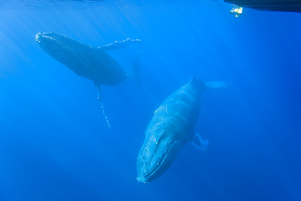 Humpback whale (Megaptera novaeangliae) underwater in the AuAu Channel between the islands of Maui and Lanai, Hawaii, USA