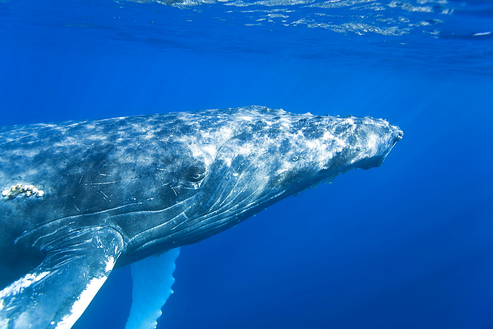 Humpback whale (Megaptera novaeangliae) underwater in the AuAu Channel between the islands of Maui and Lanai, Hawaii, USA